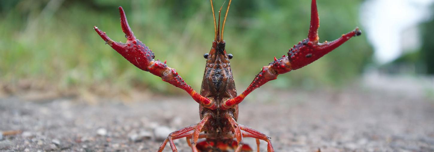 一只红色沼泽小龙虾在街上准备攻击.