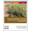 Genetically Engineered Alfalfa and Feral Alfalfa Plants: What Should Growers Know?