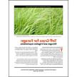 Teff Grass for Forage: Nitrogen and irrigation requirements