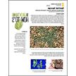 Spotted Spurge (Chamaesyce maculata; Synonym: Euphorbia maculata)